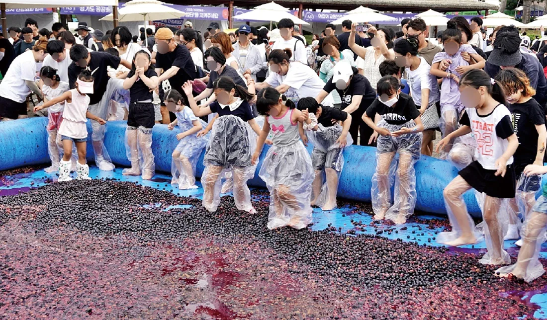 가족이 참여하는 화성송산포도축제 포도밟기 체험